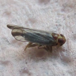FotD